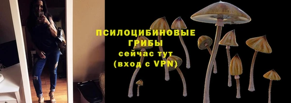 хмурый Аркадак